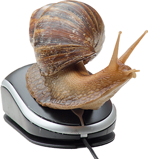 snail on a computer mouse representing slow IT services